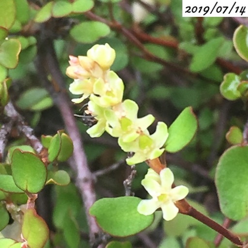 ワイヤープランツ