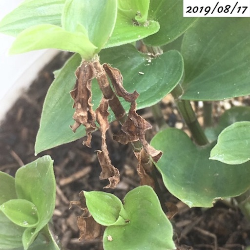 トラディスカンティア