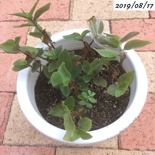 トラディスカンティア