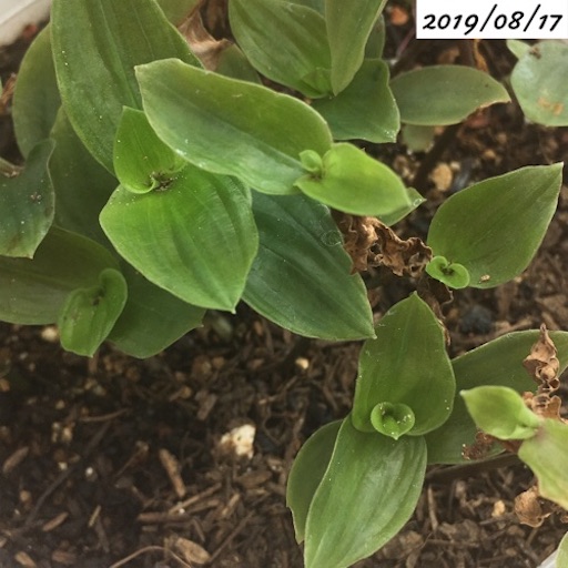 トラディスカンティア