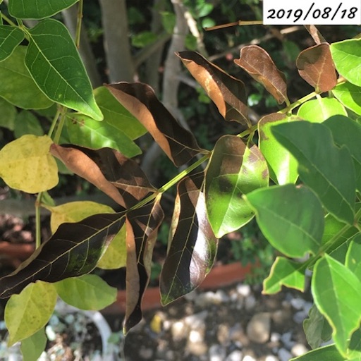 40 シマトネリコ 夏なのに葉が茶色く枯れました 植物の生長記録 By Yasai18