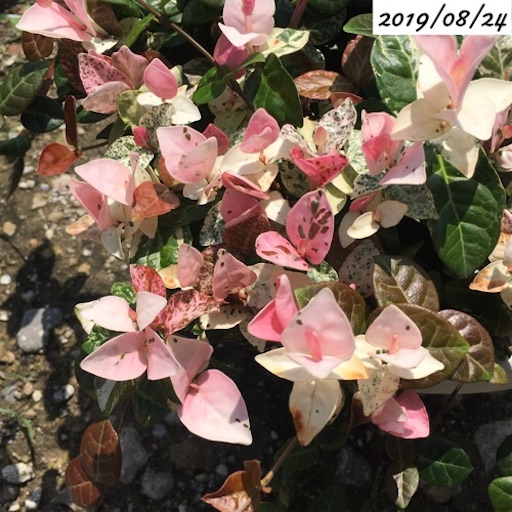 ハツユキカズラ