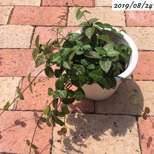 ハツユキカズラ