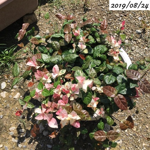 ハツユキカズラ