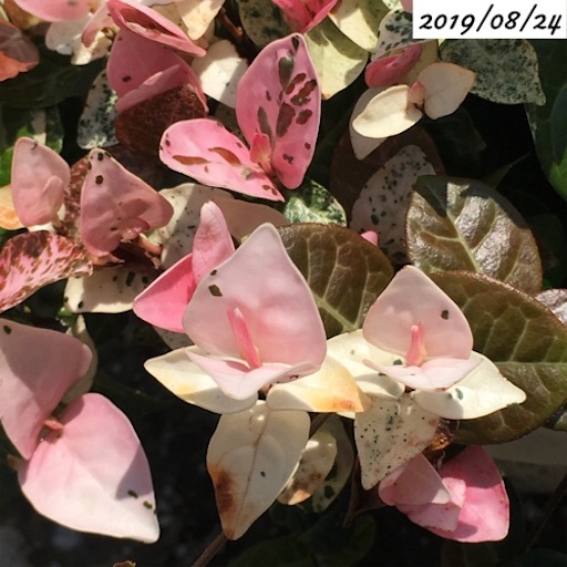 ハツユキカズラ