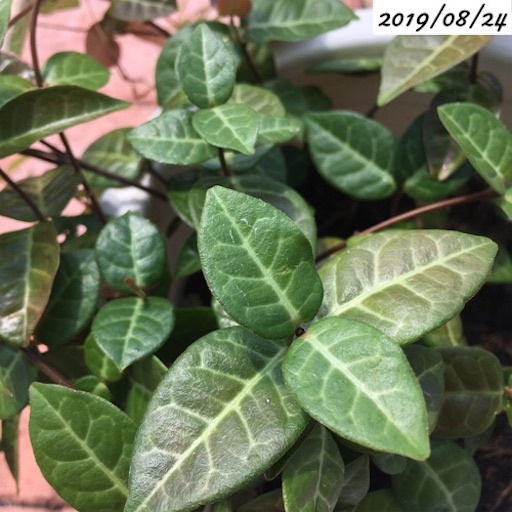 ハツユキカズラ