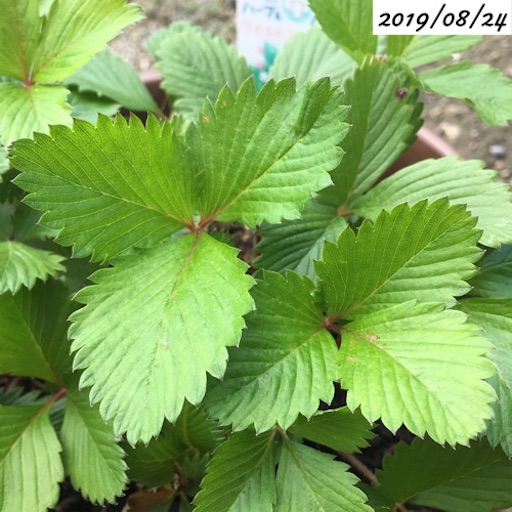 ワイルドストロベリー