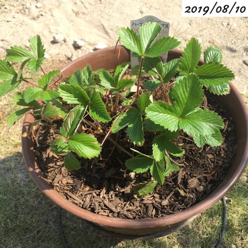 ワイルドストロベリー