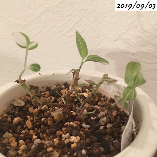 7 トラディスカンティア 初代の苗が枯れそう 植物の生長記録 By Yasai18