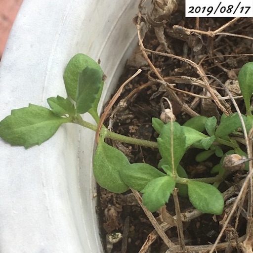 ヒメイワダレソウ