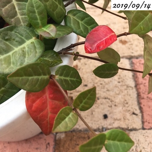 ハツユキカズラ