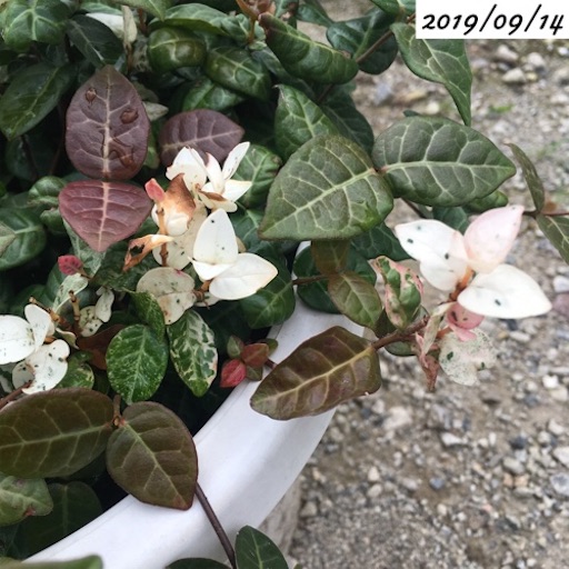 ハツユキカズラ