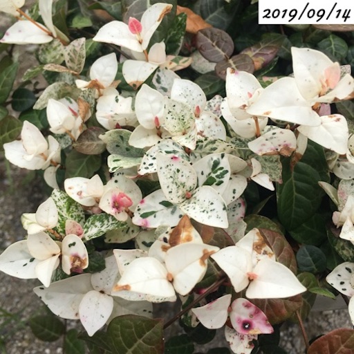 ハツユキカズラ