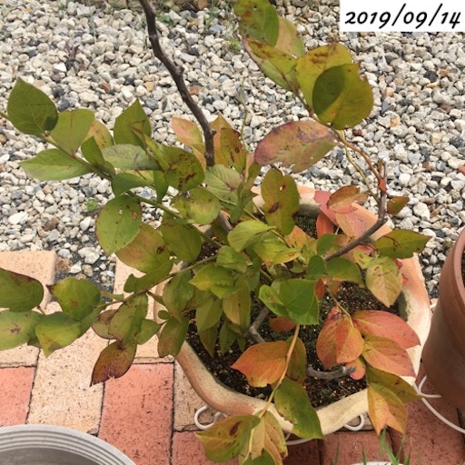 23 ブルーベリー 枯れかけた苗から葉芽が出る 植物の生長記録 By Yasai18