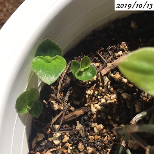 f:id:yasai18:20191207193429j:image