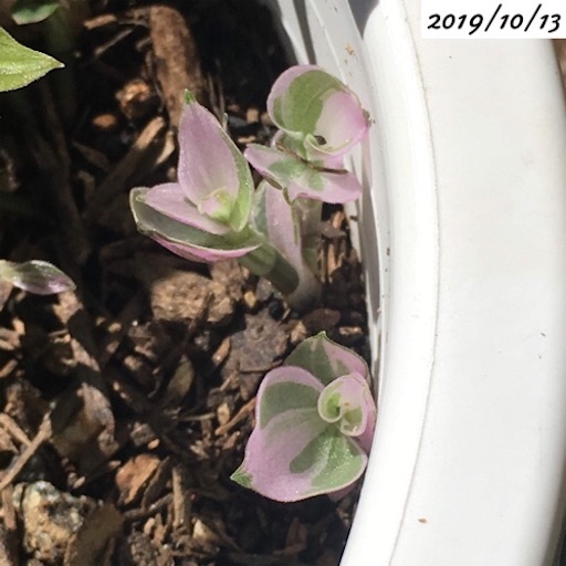 f:id:yasai18:20191207193432j:image