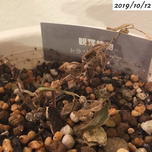 f:id:yasai18:20191207193434j:image