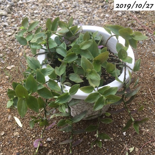 f:id:yasai18:20191207193438j:image