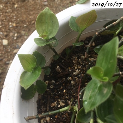 f:id:yasai18:20191207193441j:image