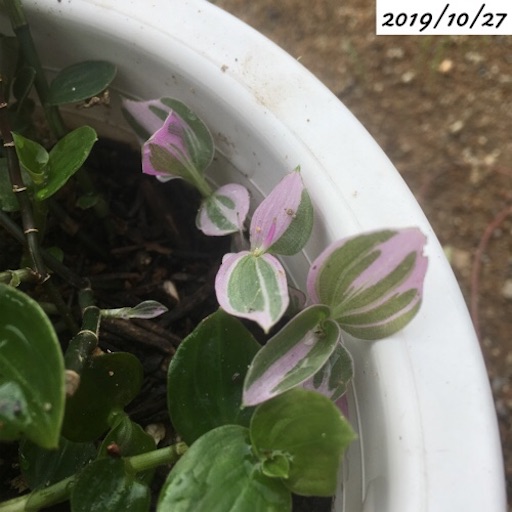 f:id:yasai18:20191207193444j:image