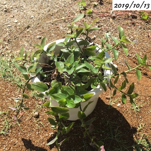 f:id:yasai18:20191207193447j:image