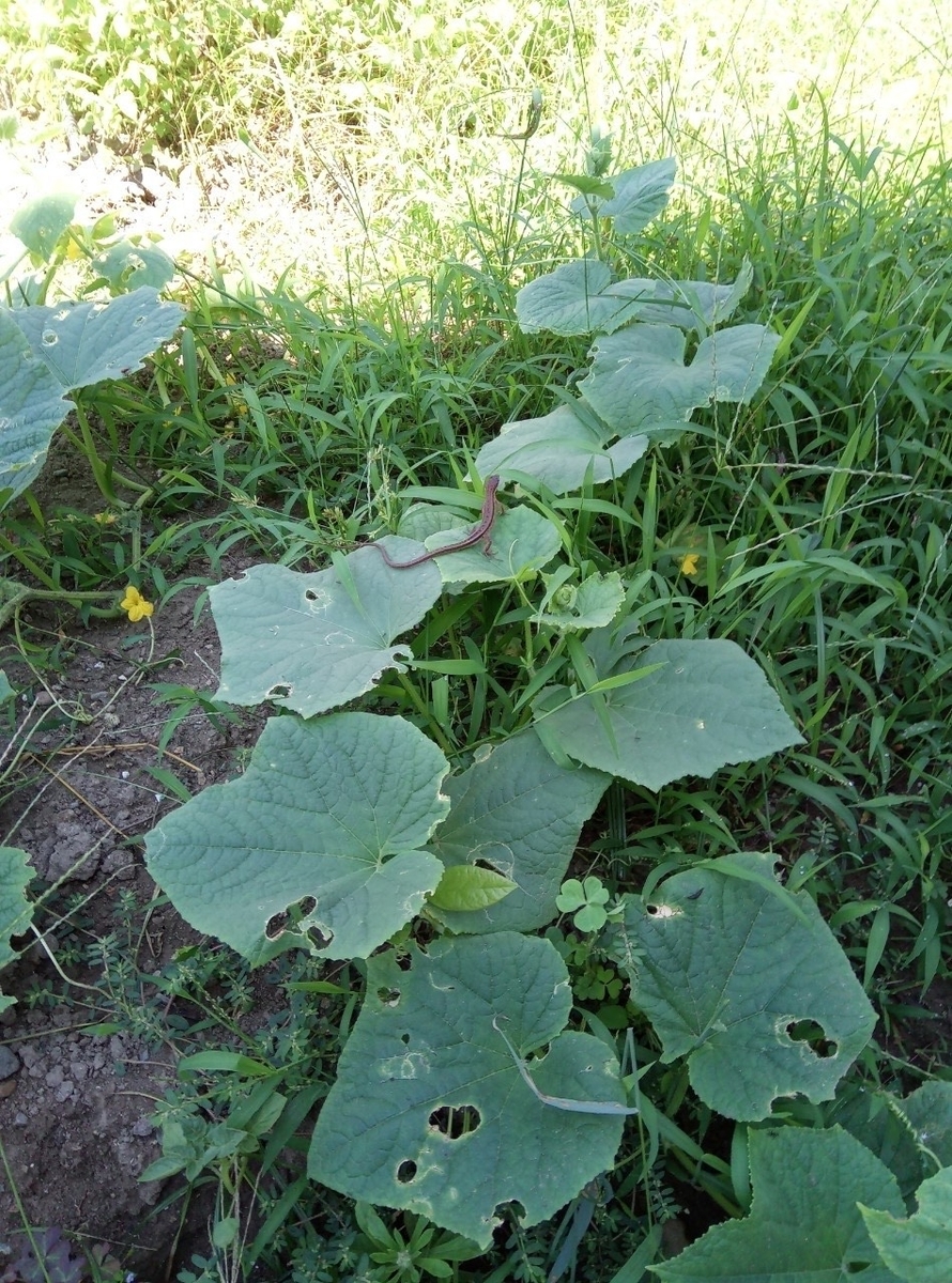 f:id:yasai414:20200924230411j:plain