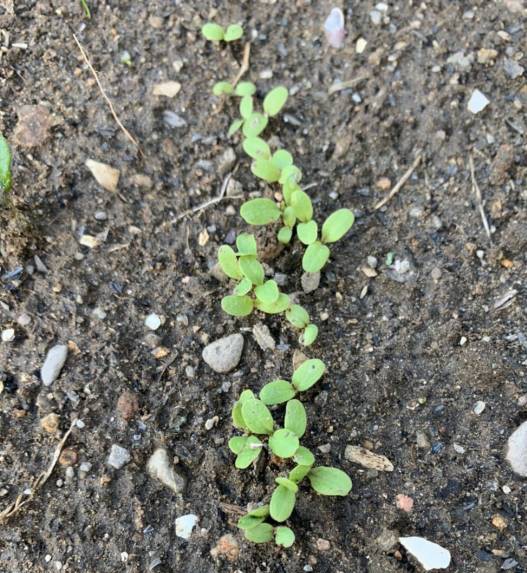 f:id:yasai414:20201027221754j:plain