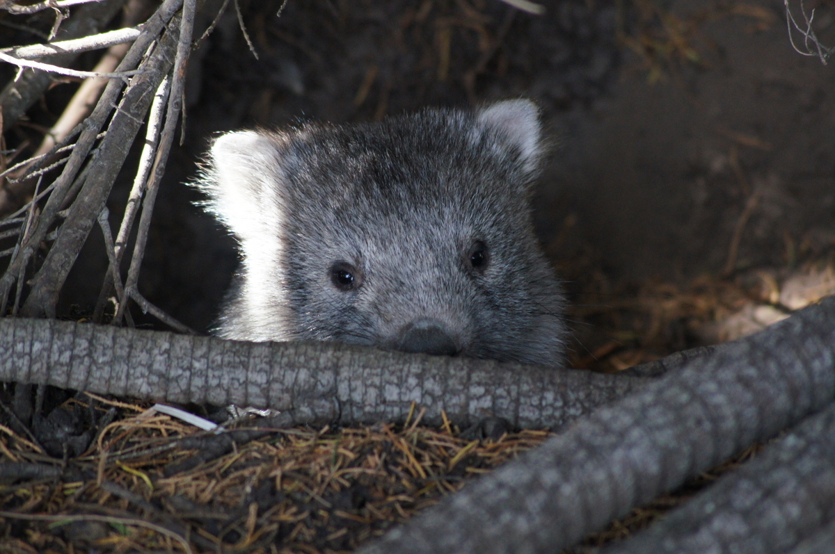 ウォンバット様 Happy new year 2025🎉🎉🎉 #ウォンバット #wombat #wombattv