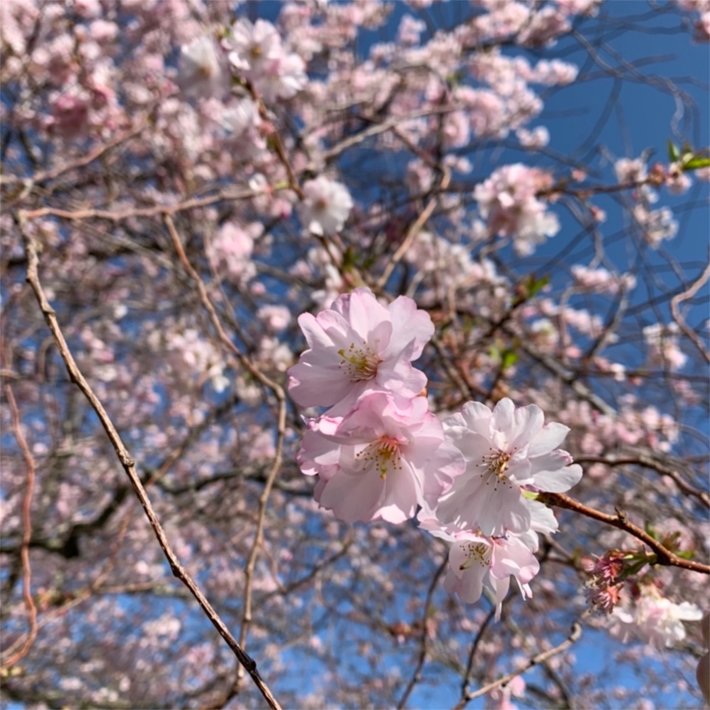 f:id:yasaiparis:20200328193706j:image