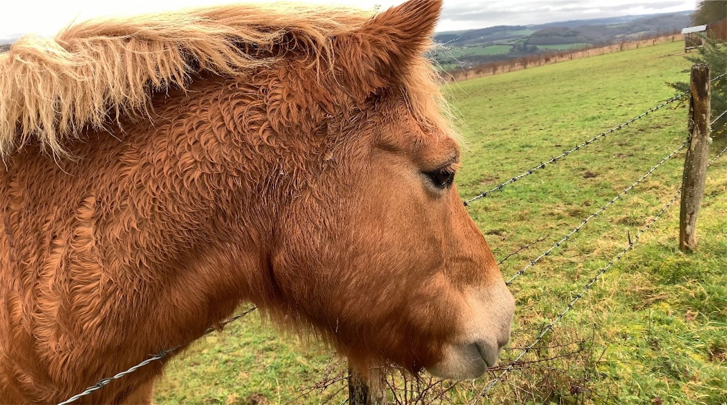 f:id:yasaiparis:20210304192555j:image