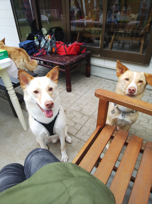 f:id:yasaka-ah:20190603004301j:plain