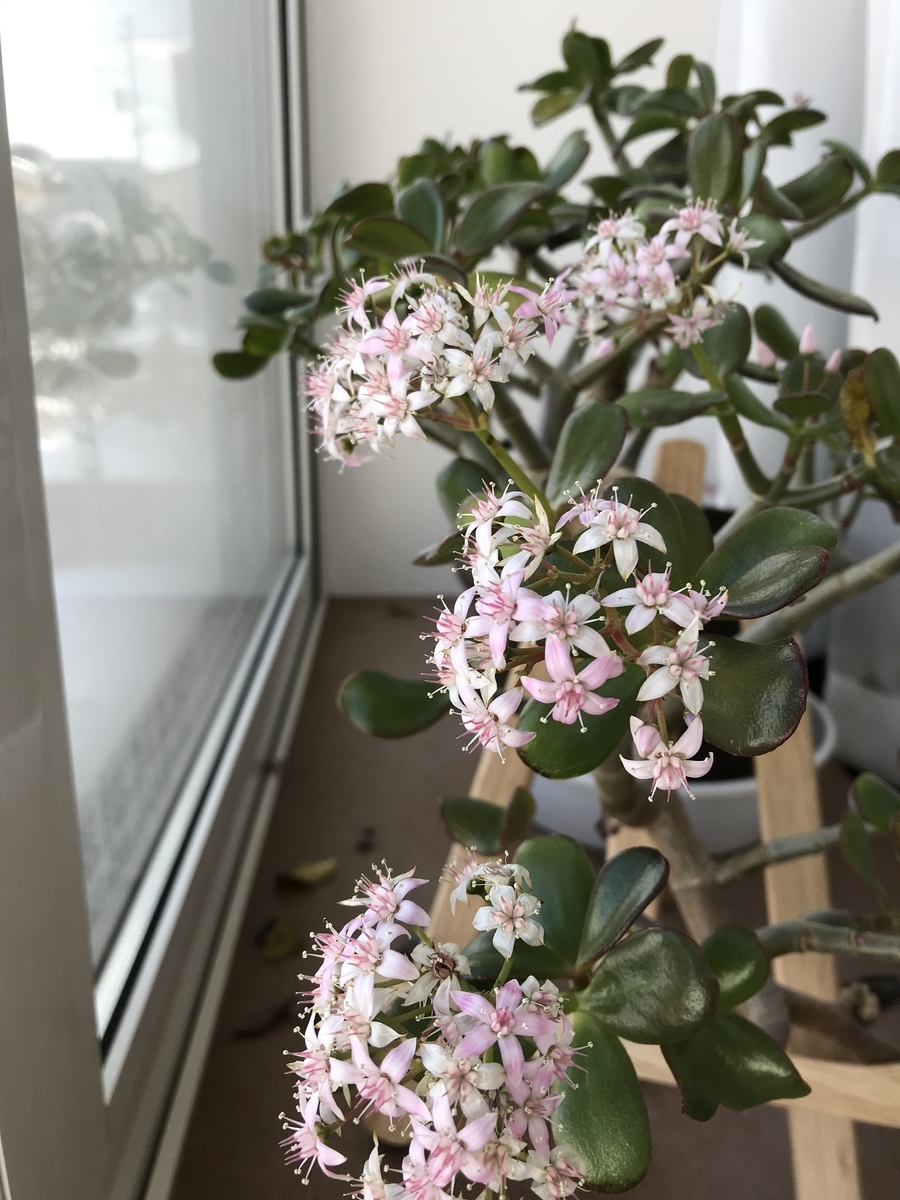 f:id:yasashiitaiyo:20200512201613j:plain f:id:yasashiitaiyo:20200512201613j:plain