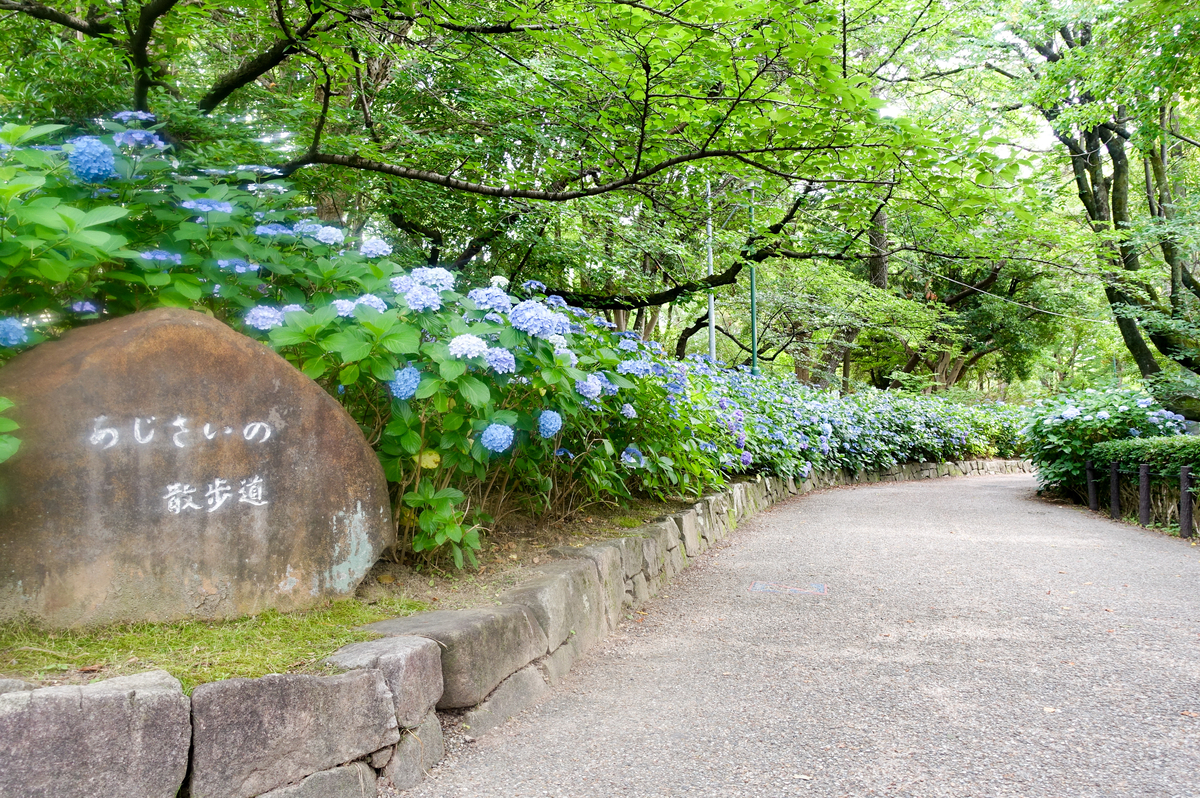 鶴舞散歩 】見頃を迎えた「あじさいの散歩道」へふらっと。オープン