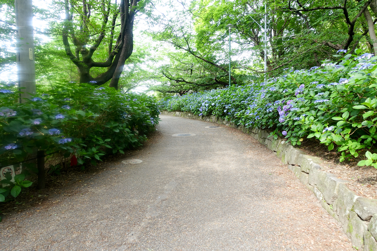 鶴舞散歩】見頃を迎えた「あじさいの散歩道」へふらっと。オープン直後