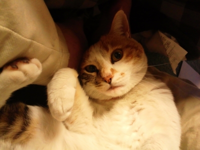 f:id:yasemeshi:20110418220533j:image f:id:yasemeshi:20110418220533j:image