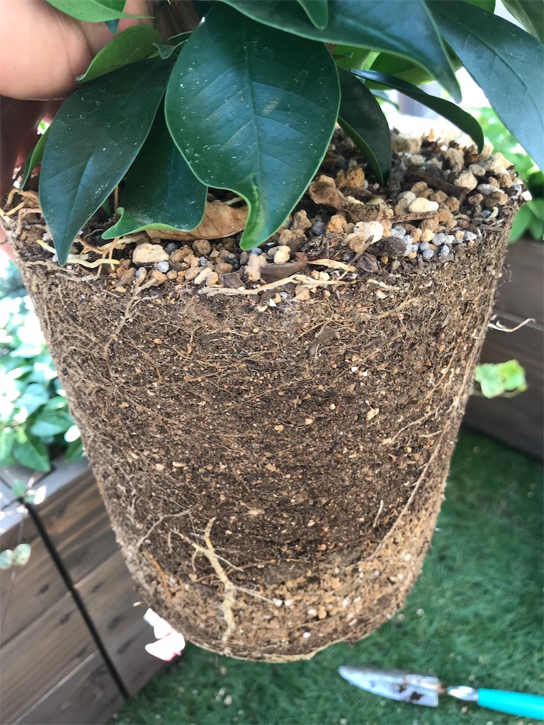 ガジュマルは今 チラっと多肉でシダ。