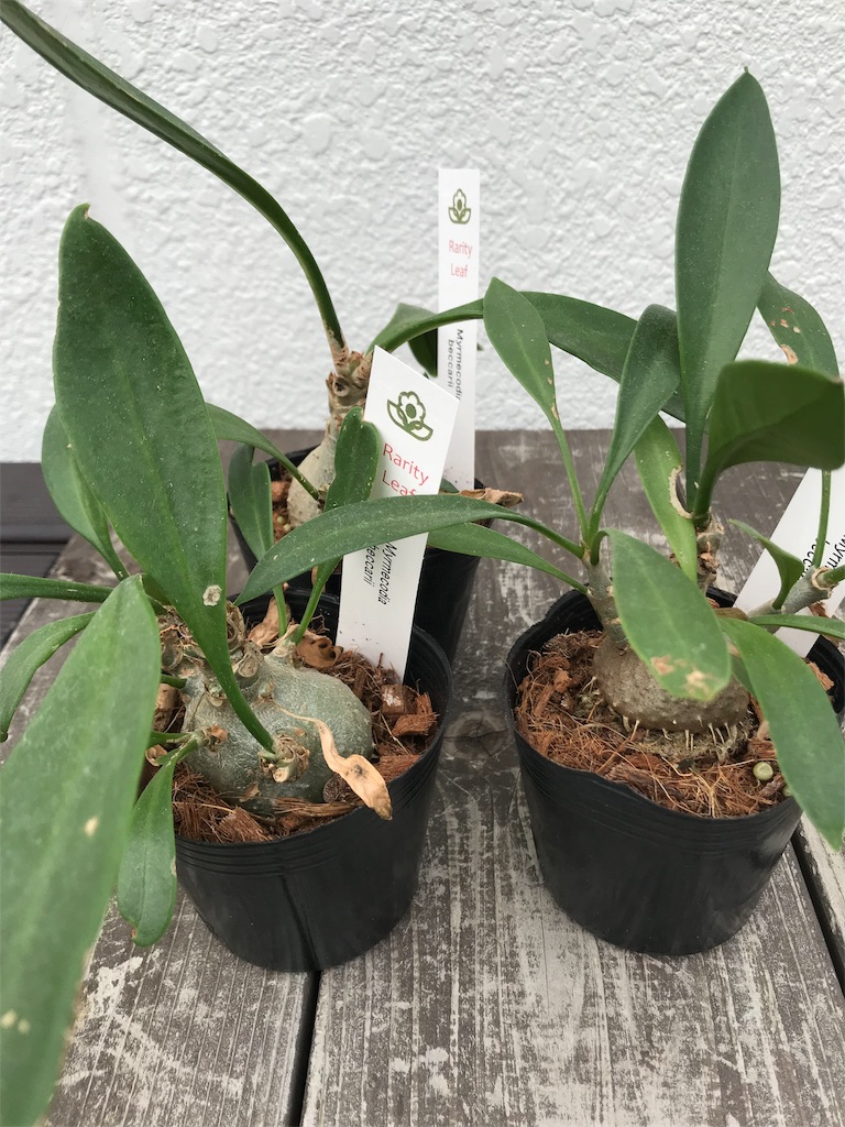 アリ植物、カッコ良くする。 - チラっと多肉でシダ。