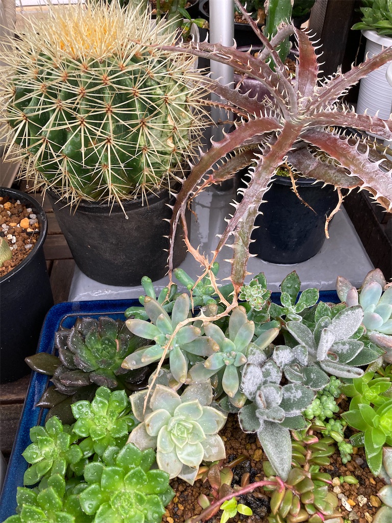 プリンプリンとは アートの人気 最新記事を集めました はてな