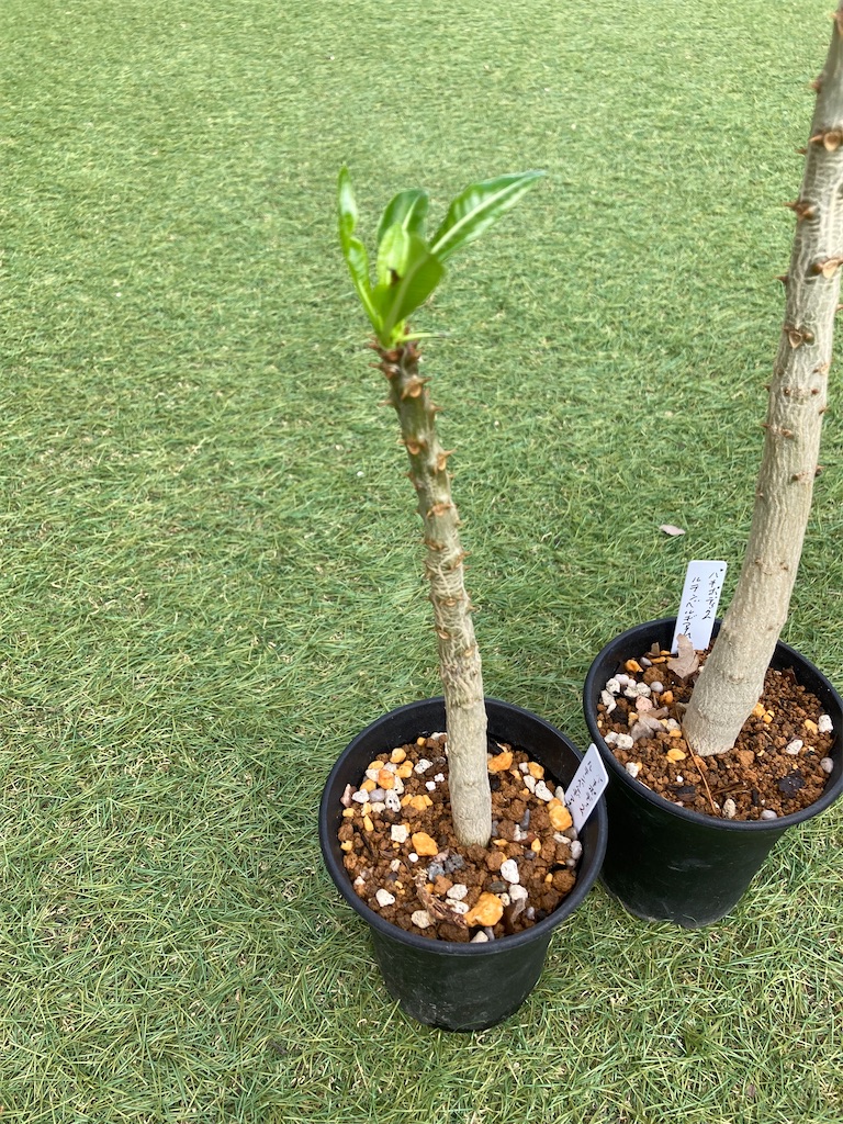 ルテンベルギアナム実生記録20210803 - チラっと多肉でシダ。