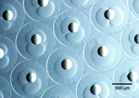 f:id:yashinominews:20190126191056j:plain