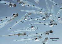 f:id:yashinominews:20190126191110j:plain f:id:yashinominews:20190126191110j:plain