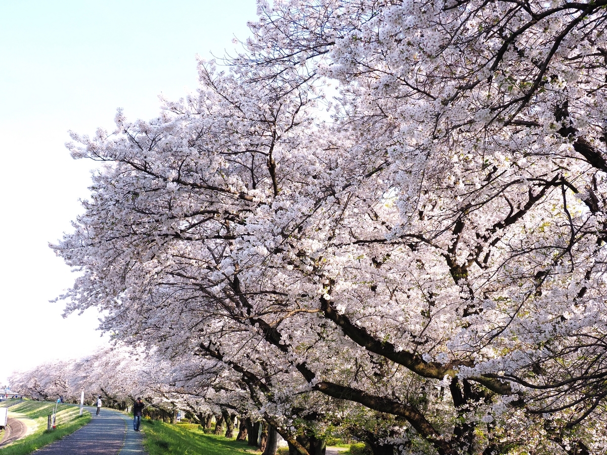 乗附緑道の桜並木は満開 - ずっとこの空の下で2