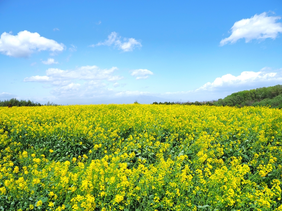 鼻高展望花の丘・菜の花祭りが始まるよ - ずっとこの空の下で2