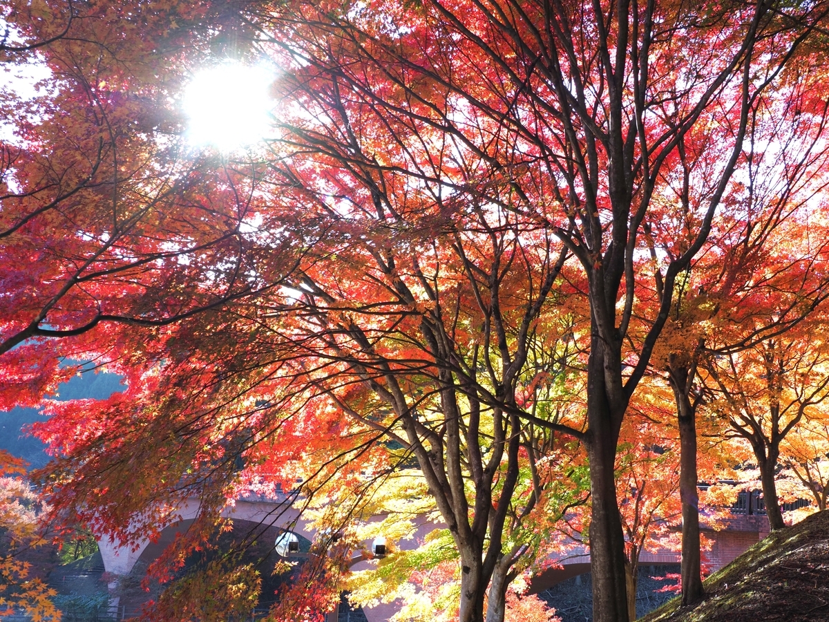 碓氷湖（安中）の紅葉状況11月12日・穴場の紅葉スポット - ずっと