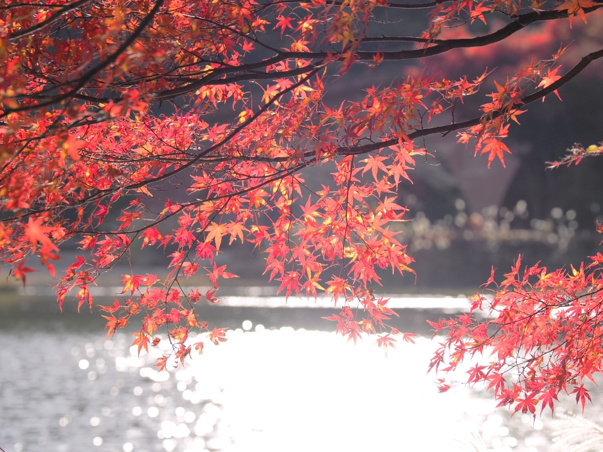 碓氷湖（安中）の紅葉状況11月12日・穴場の紅葉スポット - ずっと