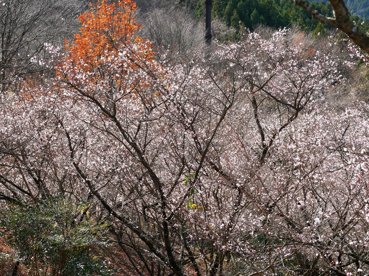 桜山公園の冬桜 - ずっとこの空の下で2
