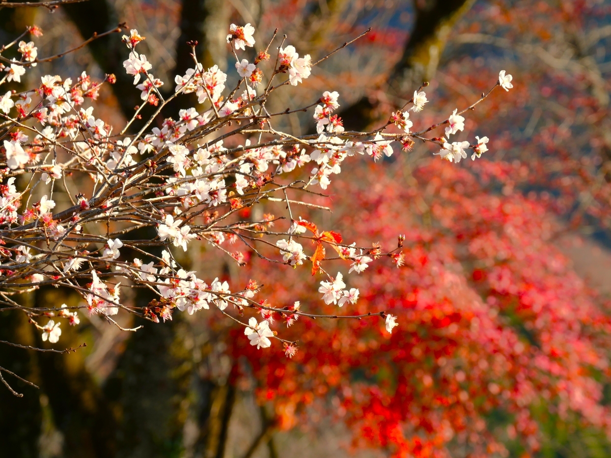 桜山公園の冬桜 - ずっとこの空の下で2