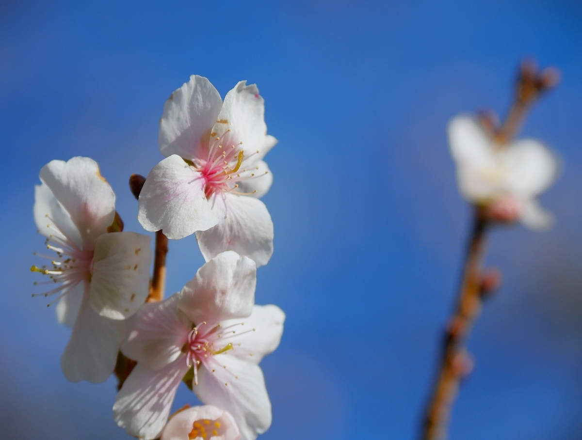 桜山公園の冬桜 - ずっとこの空の下で2