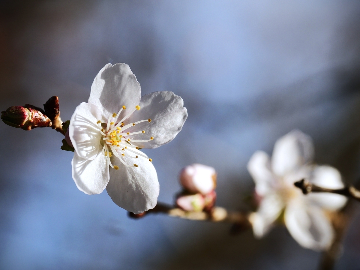 桜山公園の冬桜 - ずっとこの空の下で2