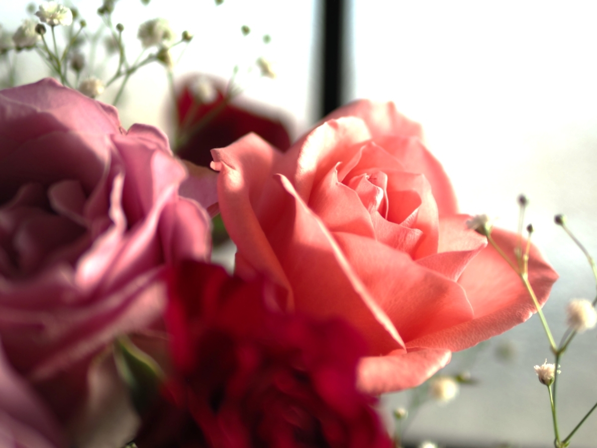 パナライカ・ズミルックス25mm/F1.4Ⅱで薔薇を撮影 - ずっと